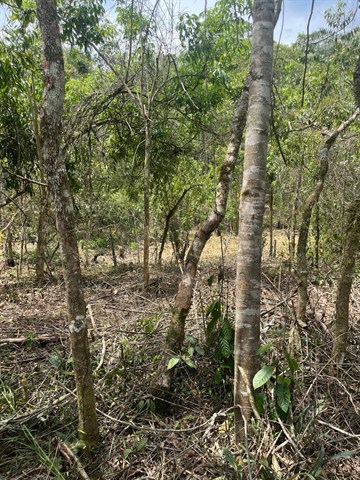 Terreno à Venda